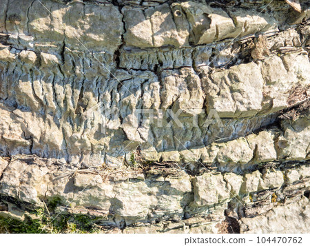 The structure of the bark of a palm tree. Southern tree bark. The protective cover of the palm tree. Background from natural material. 104470762