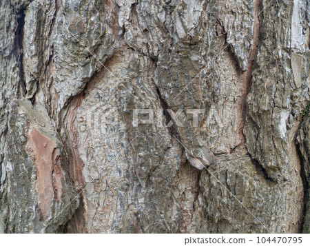 The structure of the bark of a tree. Uneven coverage. Background from natural material. Bark close-up. The structure of the bark of a tree. Uneven coverage. Background from natural material. Bark close-up. 104470795
