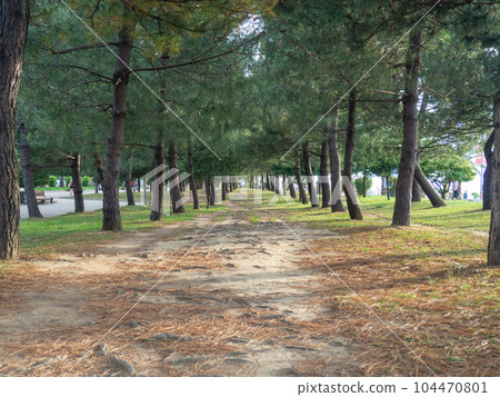Alley in the park. Path between trees. Evenly planted trees in the park. Alley in the park. Path between trees. Evenly planted trees in the park. 104470801