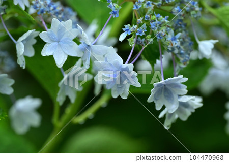 Hydrangea with raindrops (ideal for the image of the rainy season) Hydrangea with raindrops (ideal for the image of the rainy season) 104470968