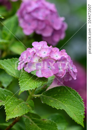 Hydrangea with raindrops (ideal for the image of the rainy season) Hydrangea with raindrops (ideal for the image of the rainy season) 104471007