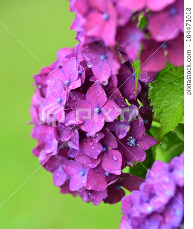 Hydrangea with raindrops (ideal for the image of the rainy season) Hydrangea with raindrops (ideal for the image of the rainy season) 104471018
