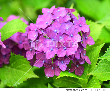 Hydrangea with raindrops (ideal for the image of the rainy season) Hydrangea with raindrops (ideal for the image of the rainy season) 104471019
