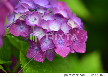 Hydrangea with raindrops (ideal for the image of the rainy season) Hydrangea with raindrops (ideal for the image of the rainy season) 104471022