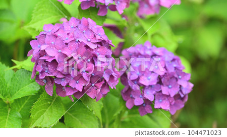 Hydrangea with raindrops (ideal for the image of the rainy season) Hydrangea with raindrops (ideal for the image of the rainy season) 104471023