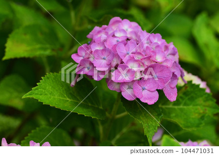 Hydrangea with raindrops (ideal for the image of the rainy season) 104471031