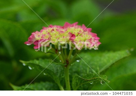 帶有雨滴的繡球花(最適合雨季的形象) 帶有雨滴的繡球花(最適合雨季的形象) 104471035