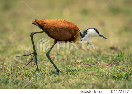African jacana crosses grassy floodplain bending low African jacana crosses grassy floodplain bending low 104472117