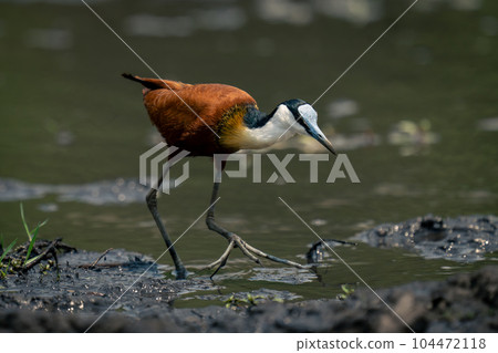 African jacana crosses muddy shallows in sun 104472118