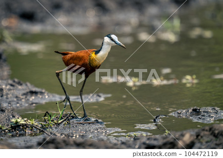 African jacana crosses muddy shallows in sunshine 104472119
