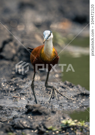 African jacana crosses muddy shallows towards camera 104472120