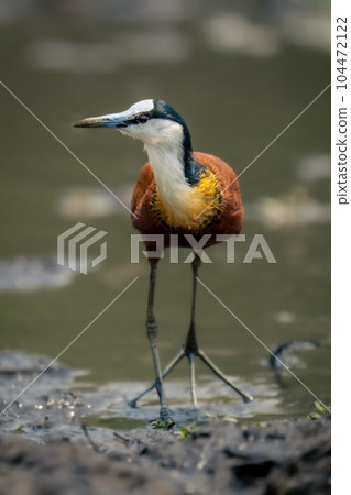 African jacana wades through river turning head 104472122