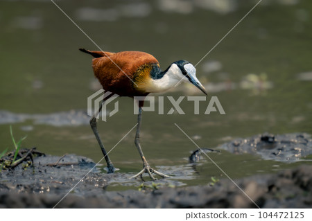 African jacana walks across mudflats in sunshine 104472125