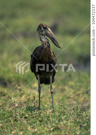 African openbill stands in grass turning head 104472137