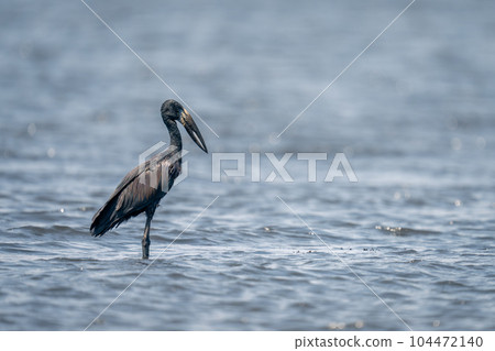 African openbill stands in river in sunshine 104472140