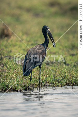 African openbill stands in shallows carrying mussel 104472141
