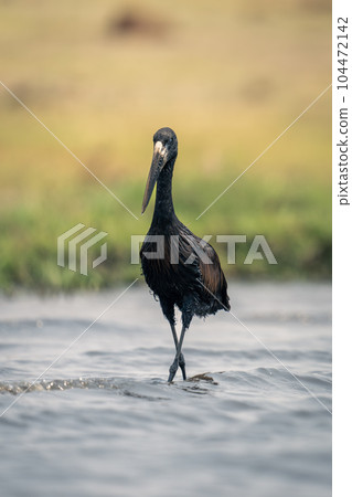 African openbill stands in shallows crossing legs 104472142