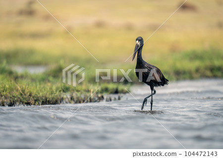 African openbill stands in shallows lifting foot African openbill stands in shallows lifting foot 104472143