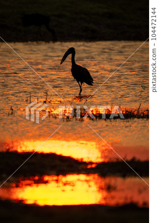 African openbill stands in silhouette at sunset 104472144