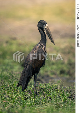 African openbill stands on grass in profile African openbill stands on grass in profile 104472145