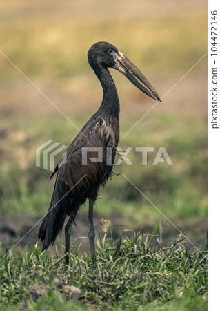 African openbill stands on riverbank in profile 104472146