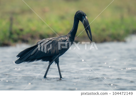 African openbill walks through river near bank African openbill walks through river near bank 104472149