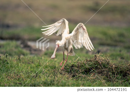 African spoonbill lands in grass on riverbank African spoonbill lands in grass on riverbank 104472191