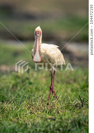 African spoonbill stands in grass on riverbank African spoonbill stands in grass on riverbank 104472195
