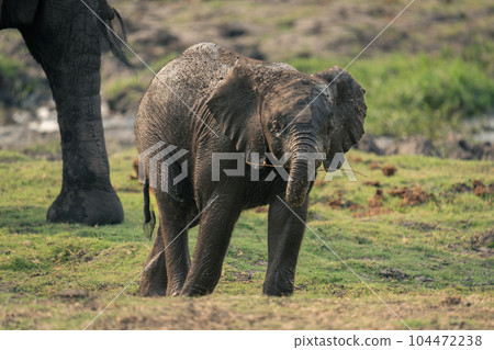 Baby African bush elephant stands holding branch 104472238