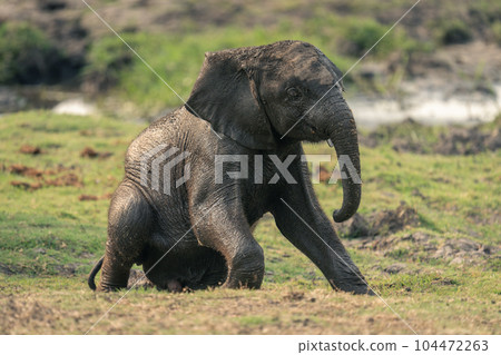 Baby African elephant gets up from grass Baby African elephant gets up from grass 104472263