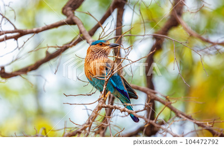 Indian Roller bird on a tree. Bandhavgarh national park, Madhya Pradesh, India 104472792