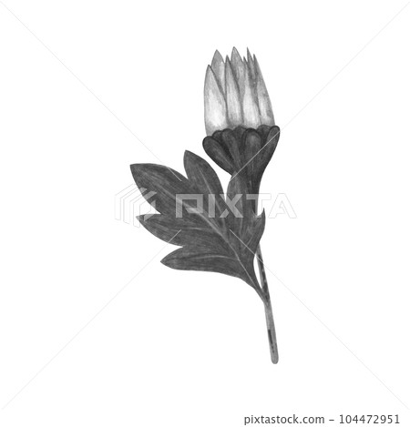 Black and White Chrysanthemum with Leaves Isolated on White Background. Chrysanthemum Flower Element Drawn by Pencil. Black and White Chrysanthemum with Leaves Isolated on White Background. Chrysanthemum Flower Element Drawn by Pencil. 104472951