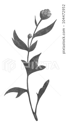Black and White Chrysanthemum Bud with Leaves Isolated on White Background. Chrysanthemum Flower Element Drawn by Pencil. Black and White Chrysanthemum Bud with Leaves Isolated on White Background. Chrysanthemum Flower Element Drawn by Pencil. 104472952