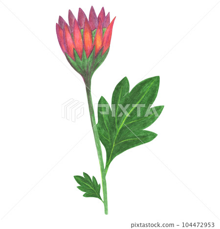 Red Chrysanthemum with Green Leaves Isolated on White Background. Chrysanthemum Flower Element Drawn by Color Pencil. Red Chrysanthemum with Green Leaves Isolated on White Background. Chrysanthemum Flower Element Drawn by Color Pencil. 104472953