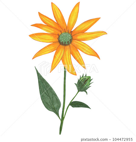 Yellow Topinambur with Green Leaves Isolated on White Background. Jerusalem Artichoke Flower Element Drawn by Colored Pencil. Yellow Topinambur with Green Leaves Isolated on White Background. Jerusalem Artichoke Flower Element Drawn by Colored Pencil. 104472955