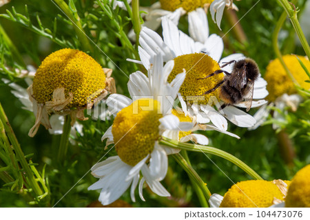 A fluffy bumblebee collects honey from a white chamomile flower in summer. Insect, bumblebee on white daisy flower. A fluffy bumblebee collects honey from a white chamomile flower in summer. Insect, bumblebee on white daisy flower. 104473076