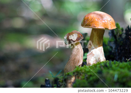 mushroom season 104473229