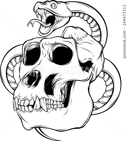Gorilla monkey skull in black and white outline Gorilla monkey skull in black and white outline 104473311
