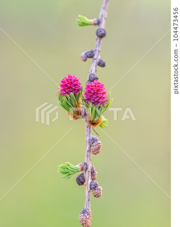 Larch tree fresh pink cones blossom at spring on nature background Larch tree fresh pink cones blossom at spring on nature background 104473456