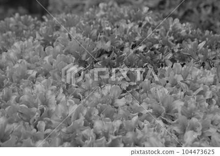 Azalea 104473625