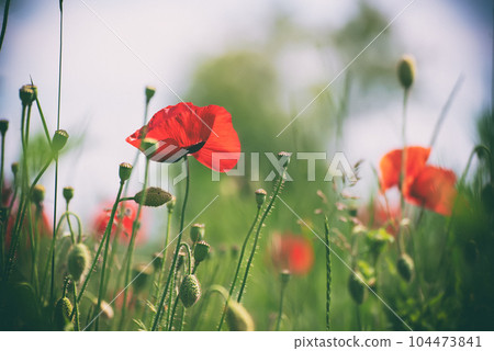 Red spring poppy 104473841