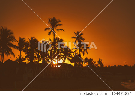 Palm trees at sunset 104473854