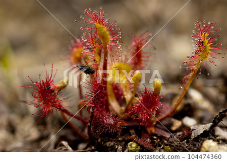 Close-up of carnivorous plant sundew Close-up of carnivorous plant sundew 104474360