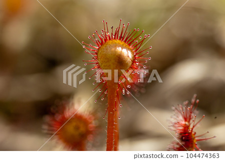 Close-up of carnivorous plant sundew Close-up of carnivorous plant sundew 104474363