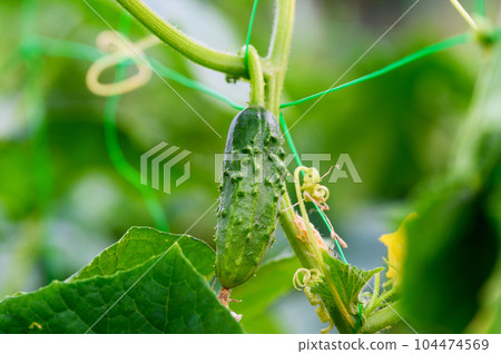 A young cucumber grows on a branch close-up 104474569