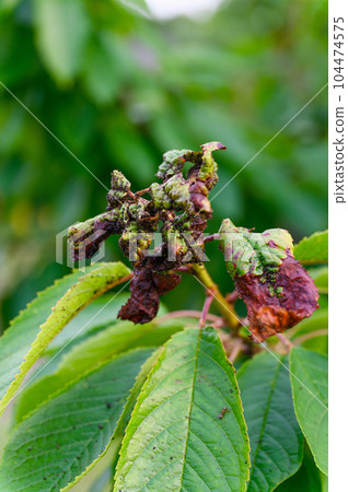 Cherry tree leaves infested with aphids. Close-up. 104474575