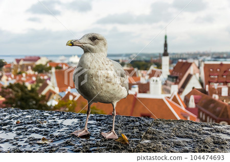 Seagull in front of old town Tallinn, Estonia Seagull in front of old town Tallinn, Estonia 104474693
