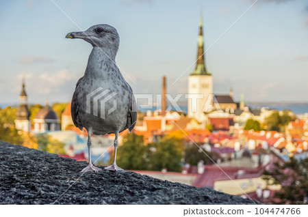 Seagull in front of old town Tallinn, Estonia 104474766