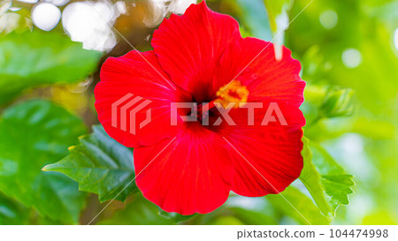 Hibiscus Hibiscus 104474998