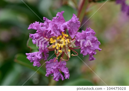 Flower of crape mybs Flower of crape mybs 104475028